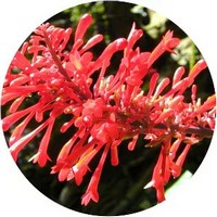 Acanthaceae