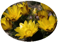 Adonis Vernalis