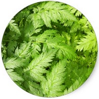 Aegopodium Podagraria