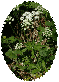 Aegopodium Podagraria