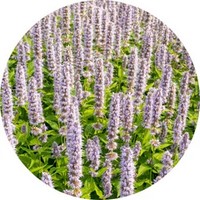 Agastache - Hyssop