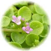 Agastache Rugosa - Menta Coreana