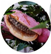 Akebia