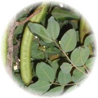 Algarrobo: Ceratonia Siliqua