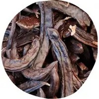 Algarrobo: Ceratonia Siliqua