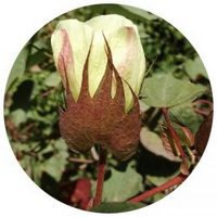 Gossypium Herbaceum - Cotton