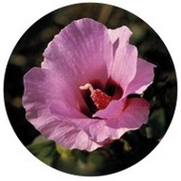 Gossypium Sturtianum