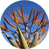 Aloe Barbadensis