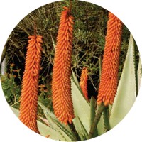 Aloe Succotrina