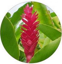 Alpinia
