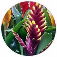 Alpinia