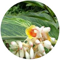 Alpinia Zerumbet