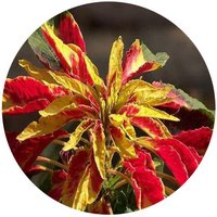 Alternanthera Bettzickiana