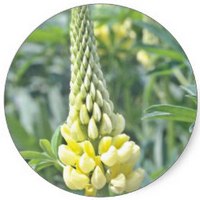 Lupinus