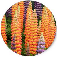 Lupinus