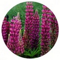 Lupinus