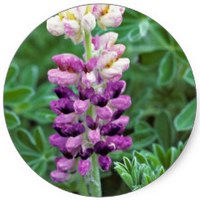 Lupinus