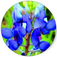 Texas Bluebonnet - Lupinus Texensis
