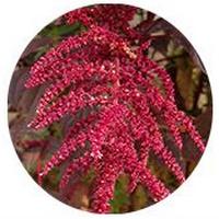 Amaranthus