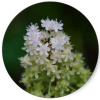 Amianthium Muscitoxicum