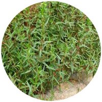 Ammannia Senegalensis