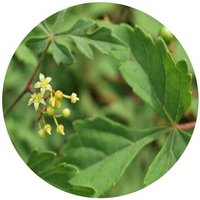 Ampelopsis Veitchii - Vigne Vierge