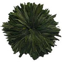 Rose of Jericho - Anastatica Hierochuntica