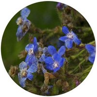 Anchusa Capensis