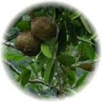 Carapa Guianensis - Andiroba