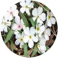 Androsace Longifolia