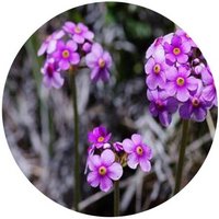 Androsace Spinulifera