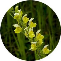 Antirrhinum Majus