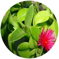 Mesembryanthemum Cordifolium