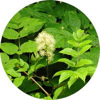 Aralia Sinensis