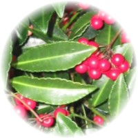 Ardisia