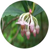 Ardisia Crenata - Crassinerva