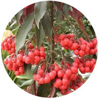 Ardisia Elliptiphylla