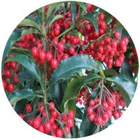 Ardisia Quinquegona