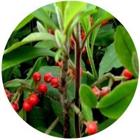 Ardisia Villosa