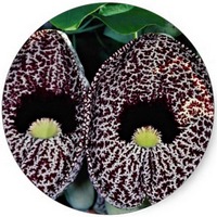Aristolochia