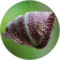 Aristolochia