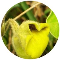 Herba Aristolchia Molissimae