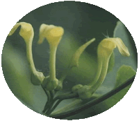 Aristolochia Clematitis