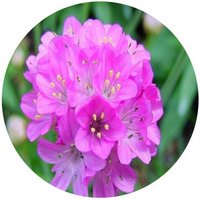 Armeria Maritima