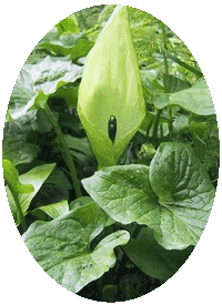Arum Italicum
