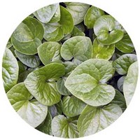 Asarum Canadense - Wild Ginger