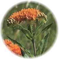 Asclepias Tuberosa