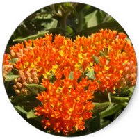 Asclepias Tuberosa