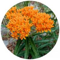 Asclepias - Milkweed