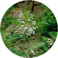Asclepias Exaltata